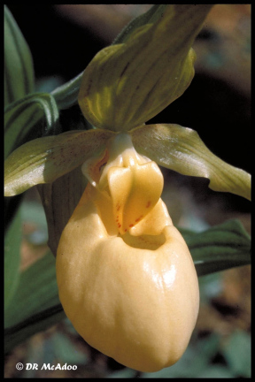 large yellow ladyslipper