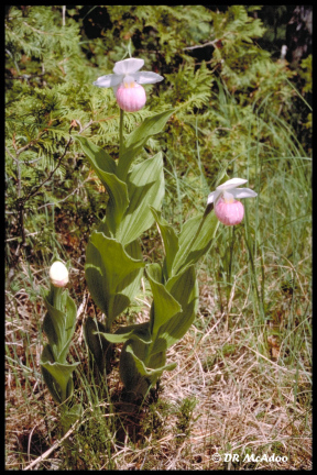 showy ladyslipper