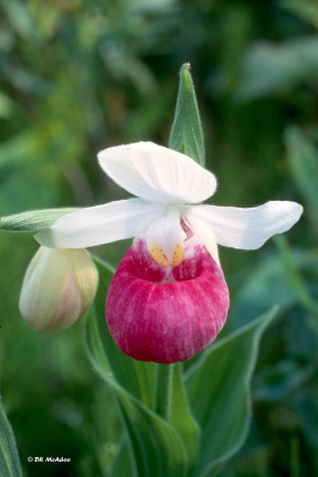 showy ladyslipper