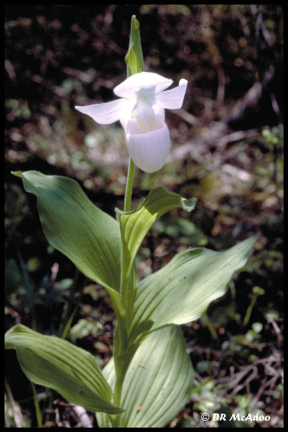 showy ladyslipper