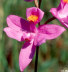 Bearded Grass Pink bloom