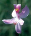 Pale Grass Pink bloom