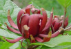 Sweet-shrub bloom