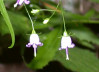 southern harebell flower