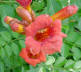 Trumpet creeper bloom