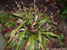 plantain leaved sedge