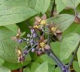 Blue Cohosh