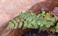 Hairy Lipped Fern