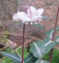 Spotted Wintergreen blossom