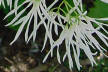 Fringe tree blossoms