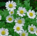 Feverfew blossoms