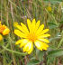 Maryland Golden Aster