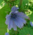 Chicory bloom