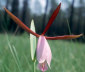 Spreading Pogonia bloom