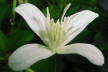 Autumn Clematis