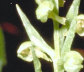 Long Bract Frog Orchid bloom