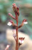 Autumn Coral Root bloom