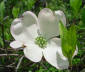 Dogwood