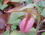 Pink Ladyslipper bloom