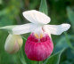 Showy Lady's Slipper