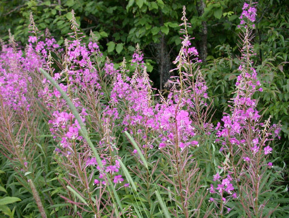 clump of Fireweed