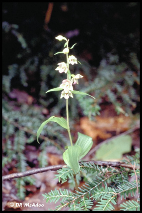 blooming plants