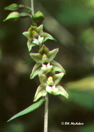 closeup of blooms