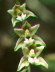 Eastern Helleborine Blooms