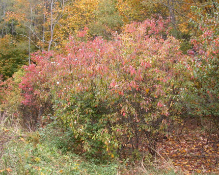 clump of plants