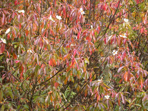 blooming plants