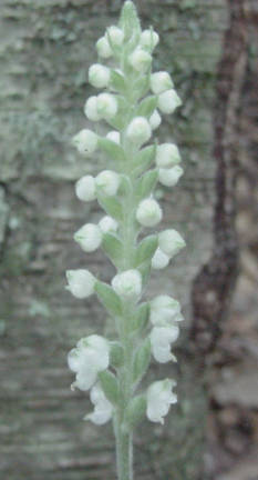 flowerstalk