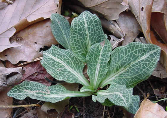 leaf rosette