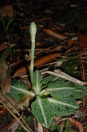 flowerspike budding