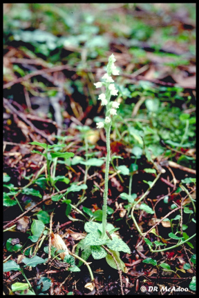 blooming plant