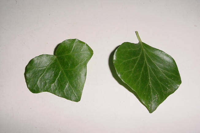 juvenile and adult leaves