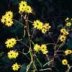swamp sunflower