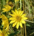 Schweinitz's Sunflower