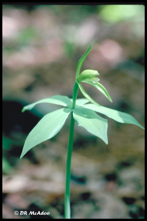 Small Whorled Pogonia