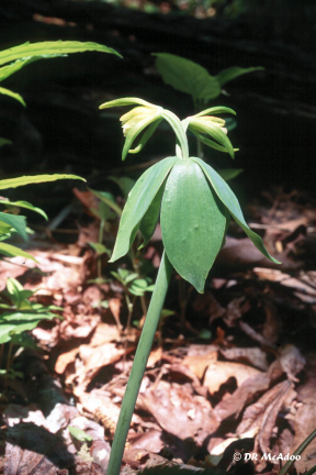 Small Whorled Pogonia