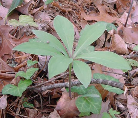 plant in early spring