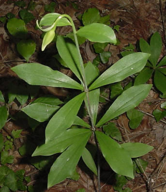 plant with bud
