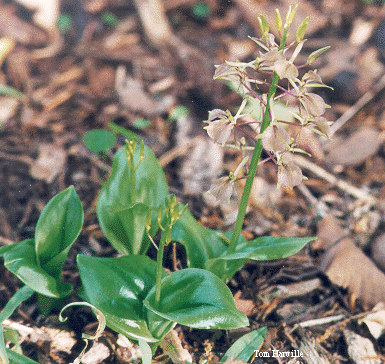 Large Twayblade