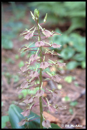 Large Twayblade