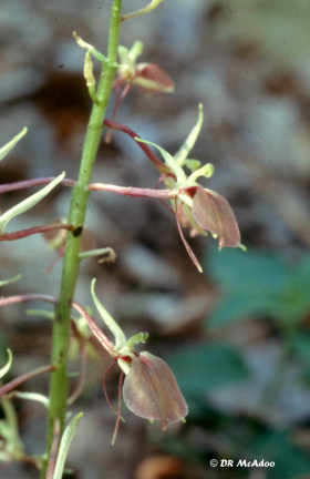 Large Twayblade