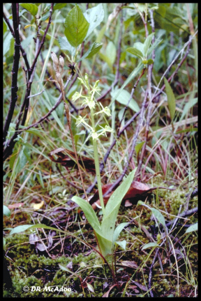 Fen orchid