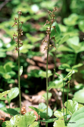 Heart Leaved Twayblade