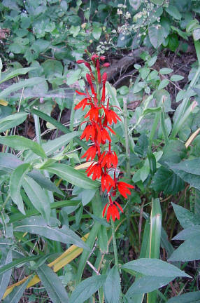cardinal flower
