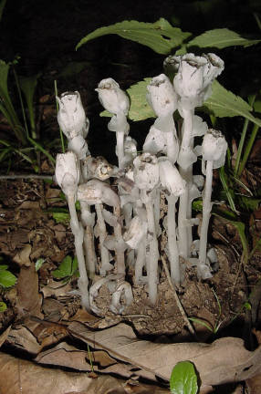 indian pipes