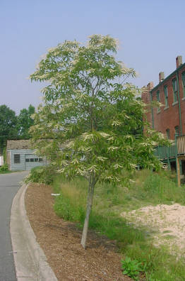 young tree