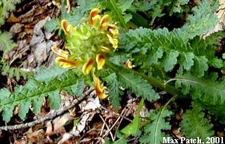 Lousewort